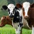 Головченко: выпуск основных видов сельхозпродукции в Беларуси превышает потребности страны