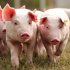 US Hog Market Review Week 12, March 24, 2025