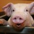 Head of the Veterinary Department of the Republic of Sakha (Yakutia): Infected pork has been seized, has not been sold and will be disposed of