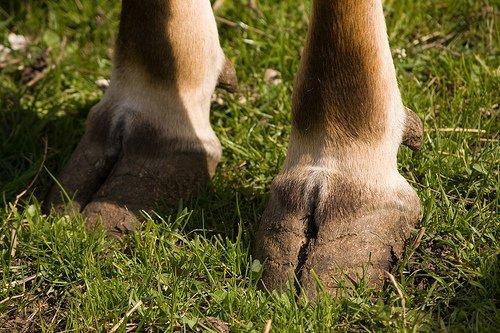 cow foot rot