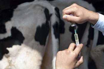 Немного об Антибиотиках в Молоке и Мясе