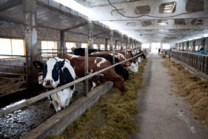 PionerProdukt / ПионерПродукт - Новую молочно-товарную ферму на 600 голов введут в строй в Светлогорском районе