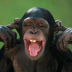 Шимпанзе бросила курить