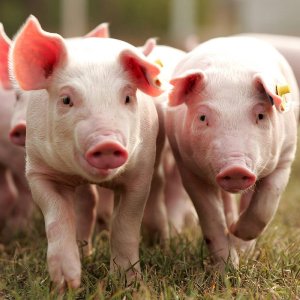 США: Обзор рынка свиней за 6 неделю от 12 февраля 2024 года