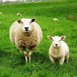 Russia's first Oxford Down sheep breeding center to be established in Karelia in 2023