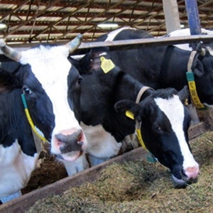 USA: Cattle market overview for the 22nd week of 2021