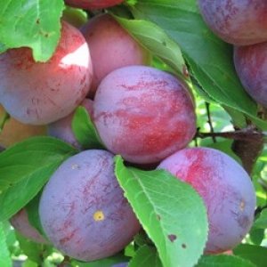 Stavropol gardeners started picking plums