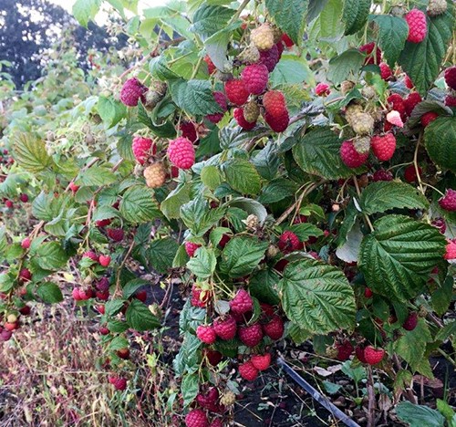 Berry farm near Moscow received a grant for growing blueberries