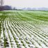 Как идет зимовка на МТФ в Гродненской области и как переносят мороз озимые, рассказал специалист&nbsp;