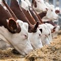 ООО ПионерПродукт - Молочные Предприятия - Луганск