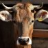 Quarantine in the Volgograd region due to a brucellosis outbreak