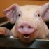 Argentina: Rising meat prices doubled inflation in 2025 and will drive the consumer price index higher again this year